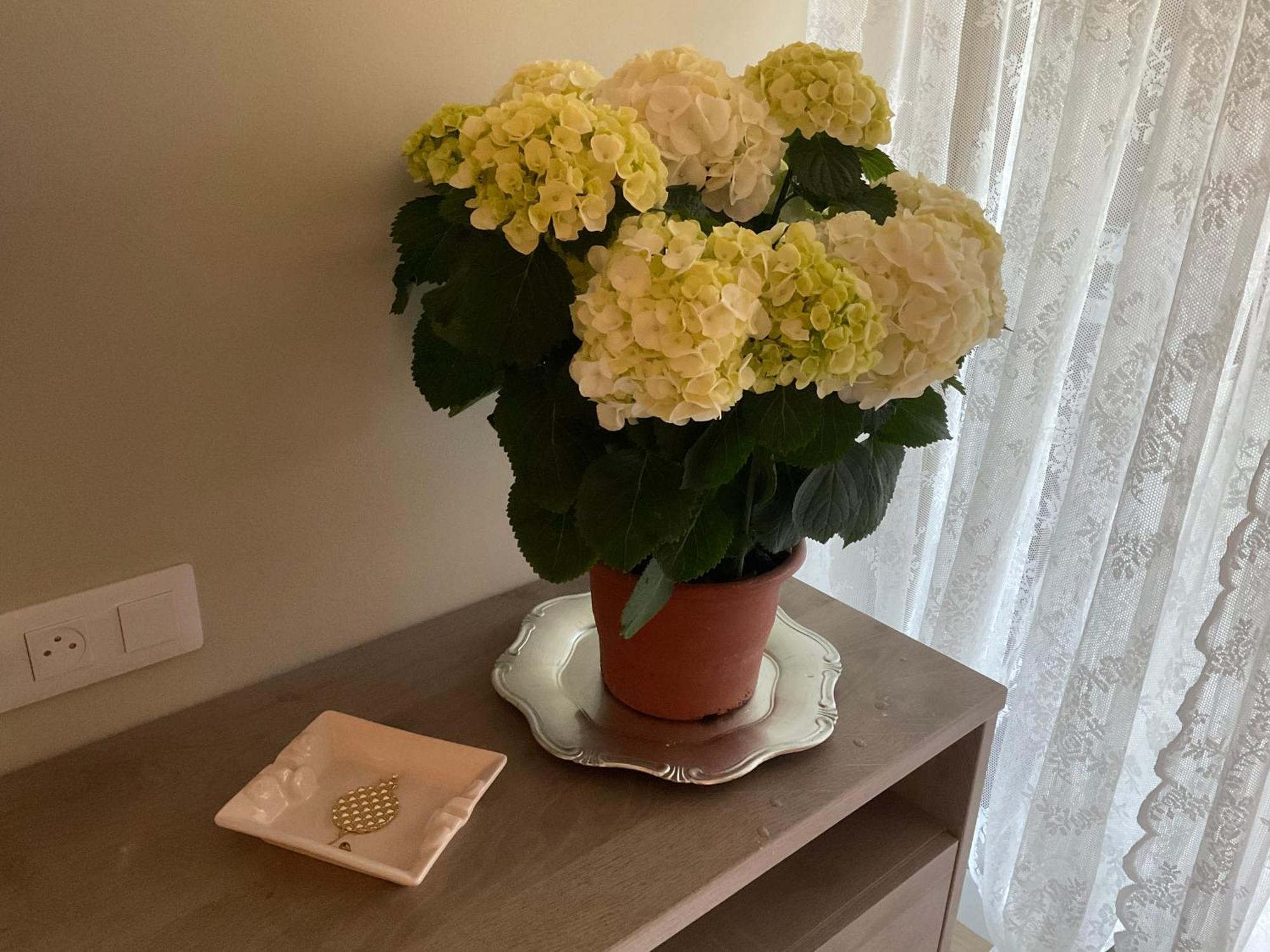 Luxury One Bedroom With Garden *